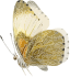 butterfly_small